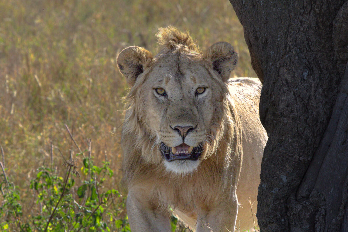Male Lion Portrait in Serengeti National Park, Tanzania