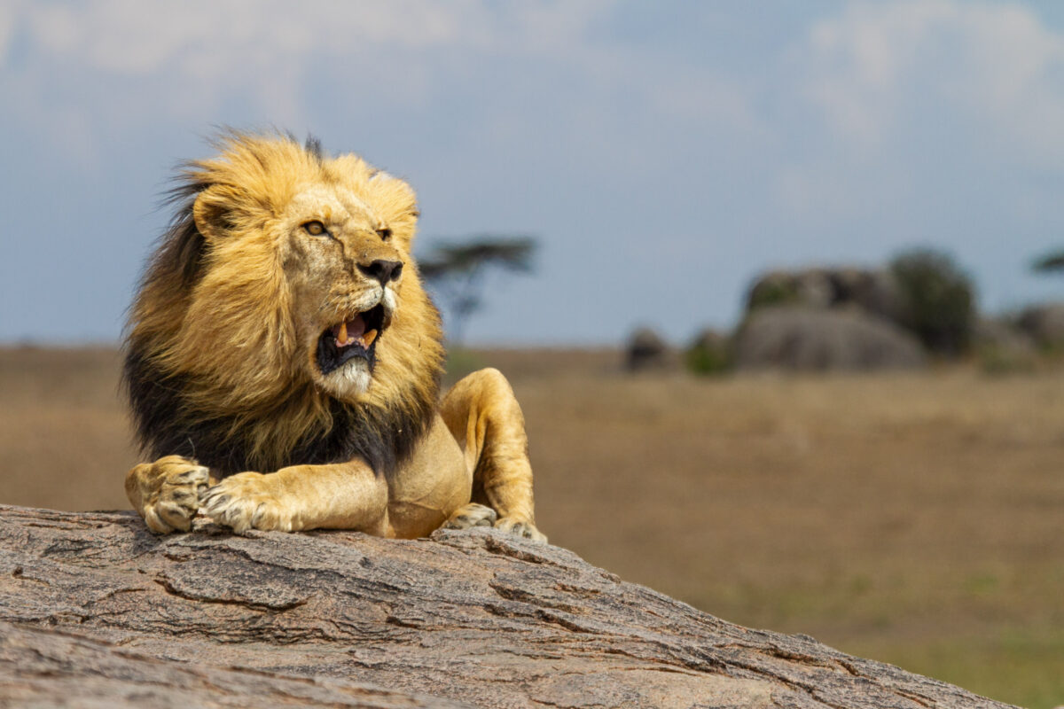 Male Lion resting on a rock in Serengeti National Park, Tanzania