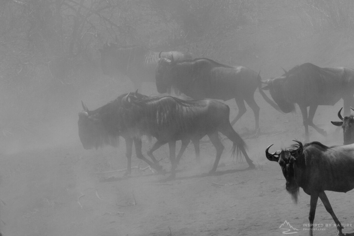 Migration Begins in Serengeti National Park, Tanzania