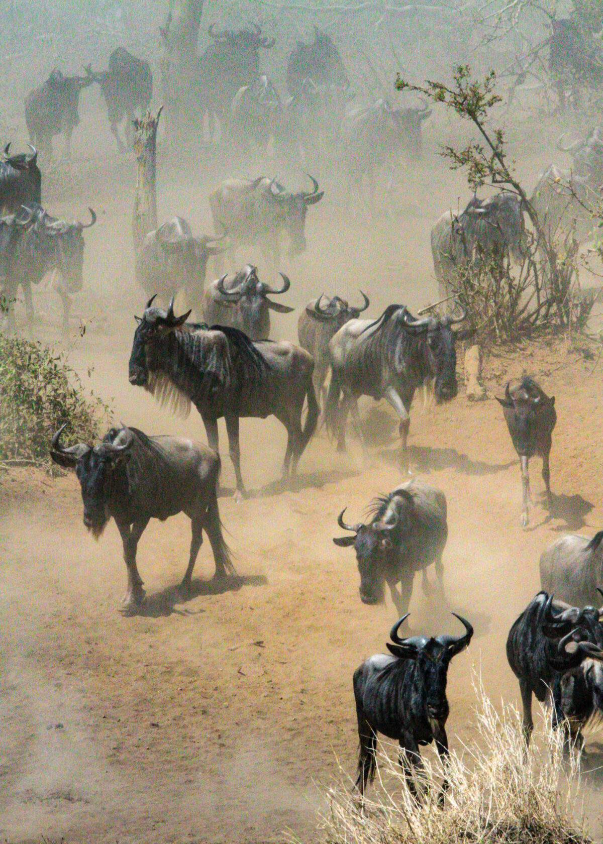 Migration Portrait in Serengeti National Park, Tanzania