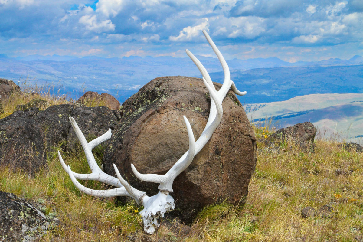 Yellowstone antler wildlife print featuring a found antler in natural setting