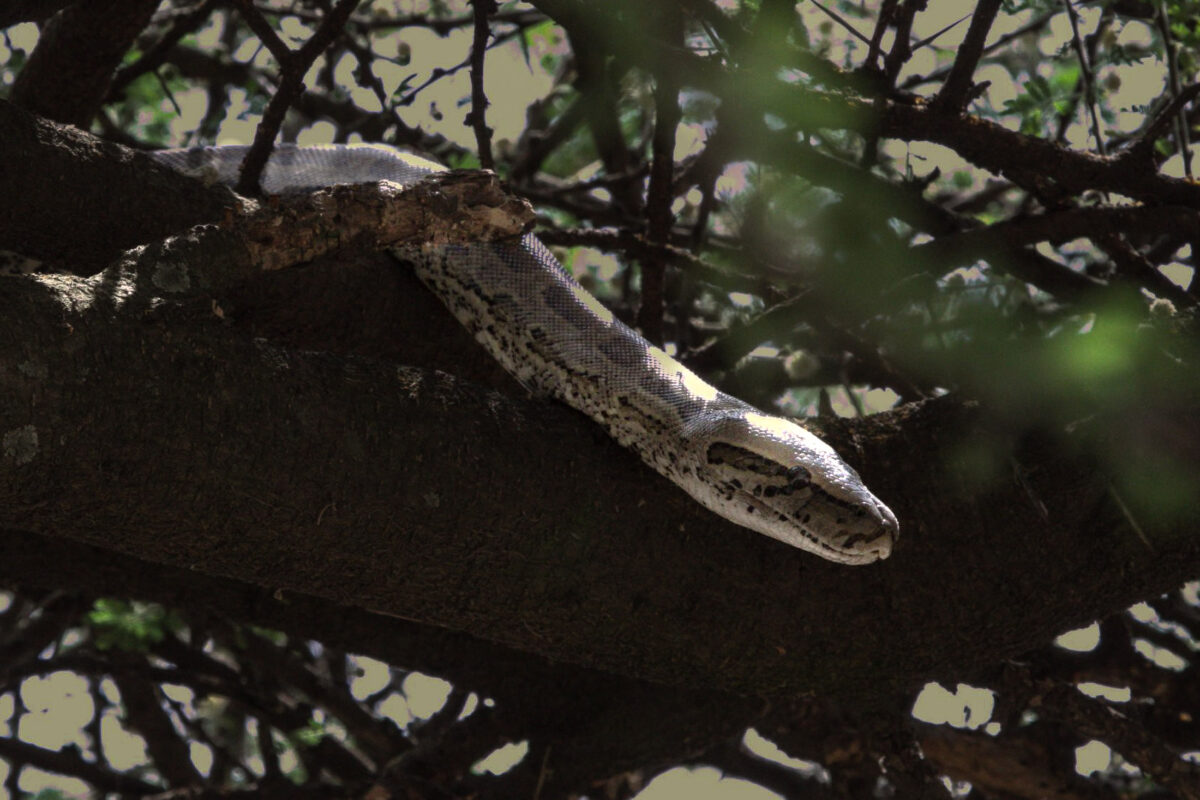 Python in Serengeti National Park, Tanzania