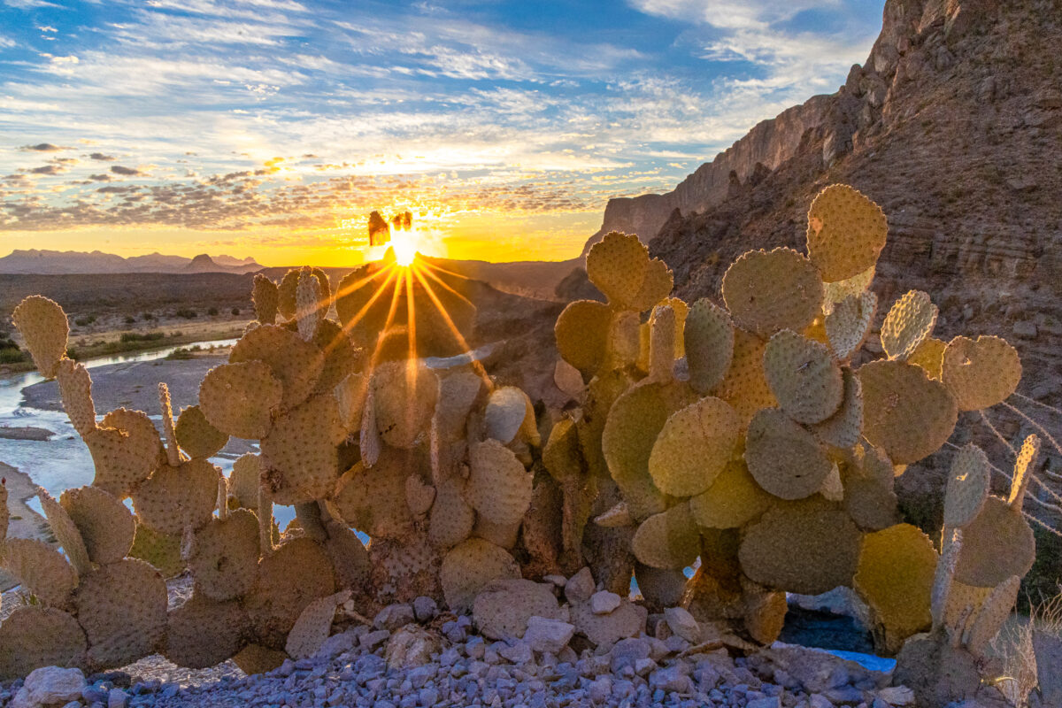 Sunrise light illuminates a desert cactus in Big Bend National Park, Texas.