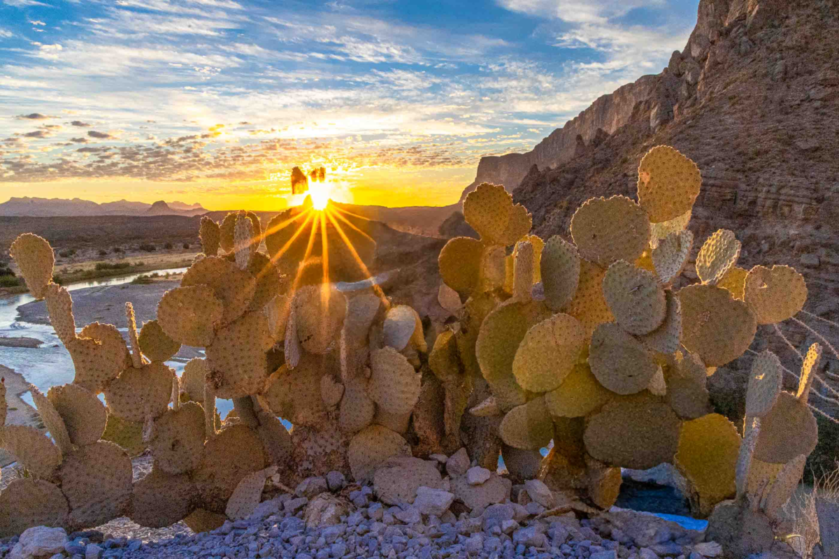 Sunrise light illuminates a desert cactus in Big Bend National Park, Texas.