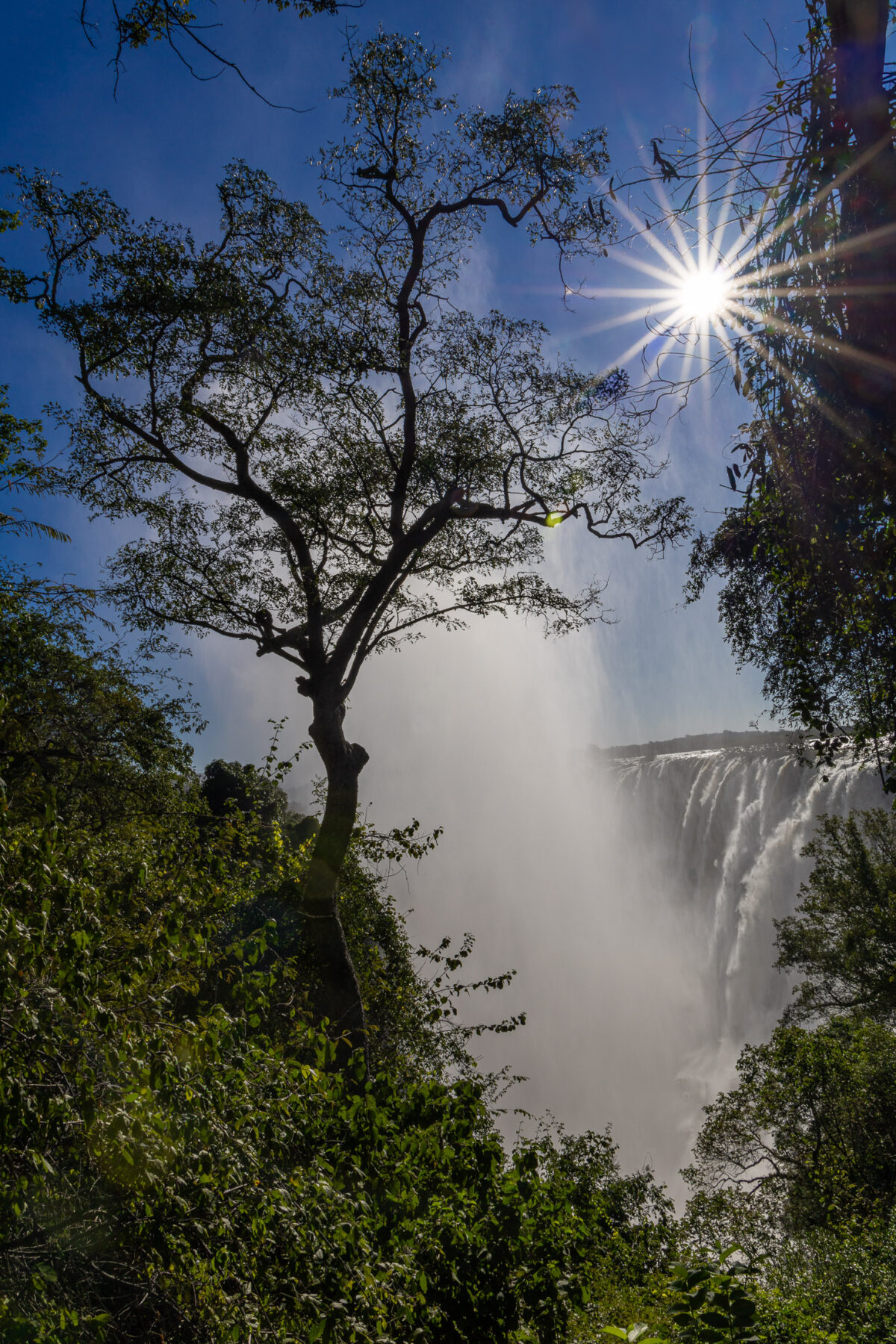 Victoria Falls framed by trees with sunstar and mist, Zambia