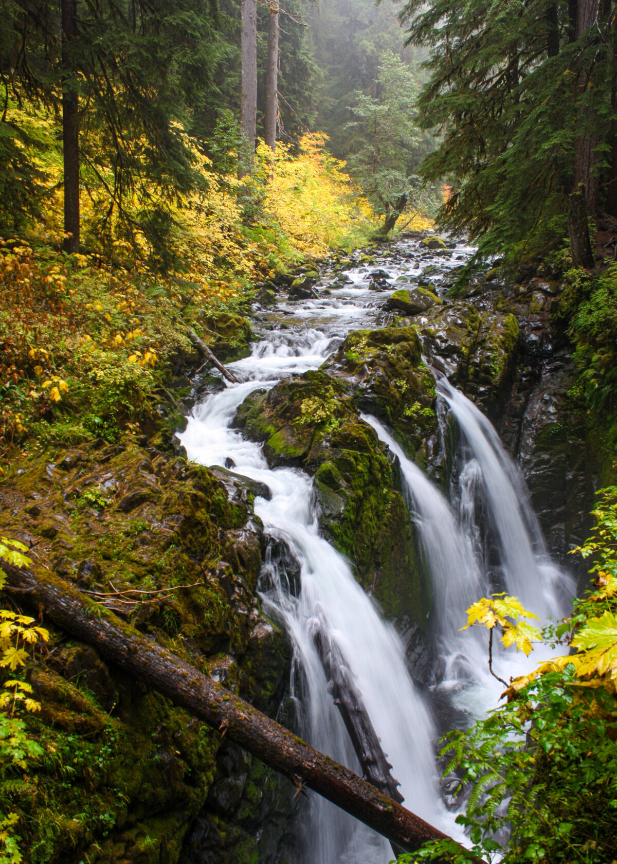 Sol Duc Falls flowing through mossy forest, Olympic National Park