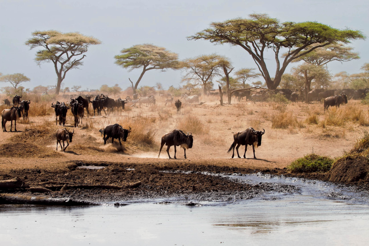 Wildebeest Migration in Serengeti National Park, Tanzania, part of a 500-mile journey