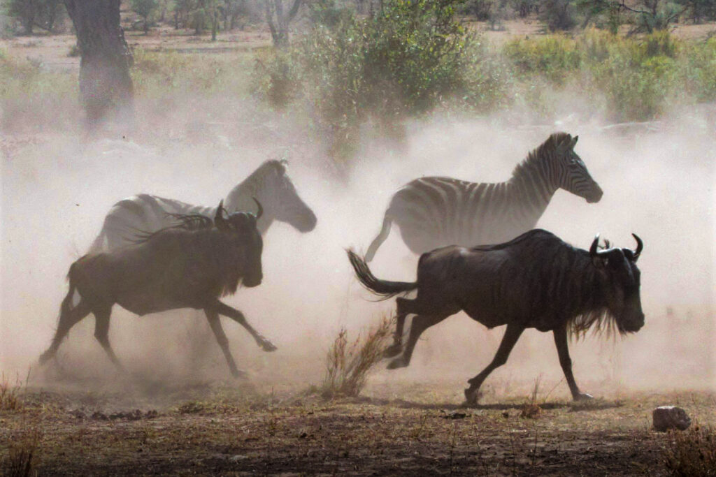 Wildebeest and Zebra in Serengeti National Park, Tanzania