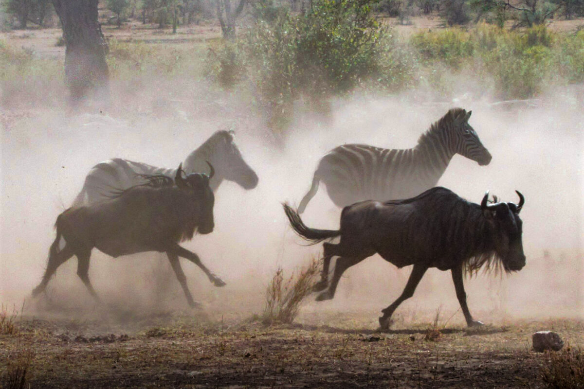 Wildebeest and Zebra in Serengeti National Park, Tanzania