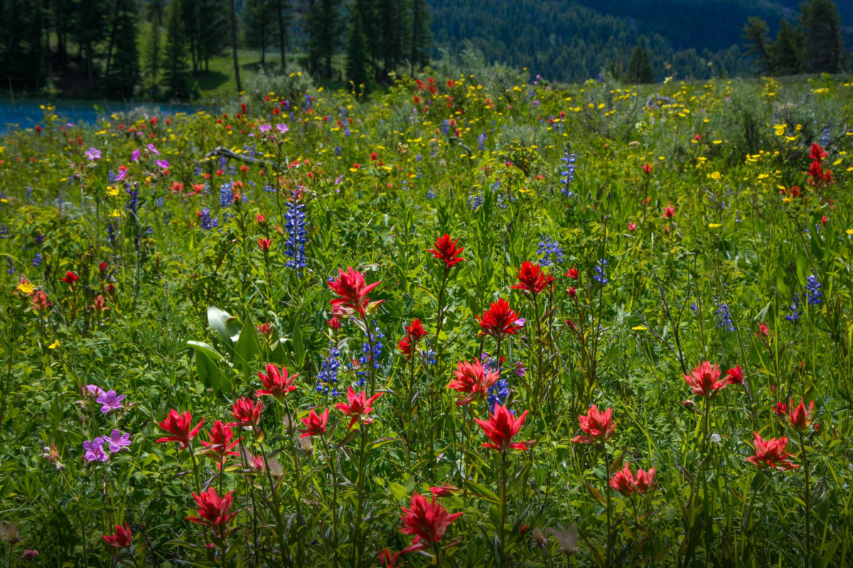 A vibrant meadow of wildflowers near Trout Lake with forested hills in the background in Yellowstone