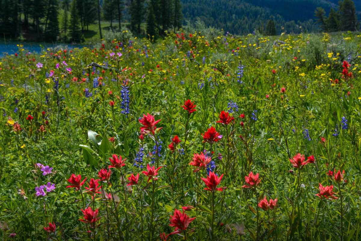 Colorful wildflowers in a meadow near Trout Lake in Yellowstone National Park