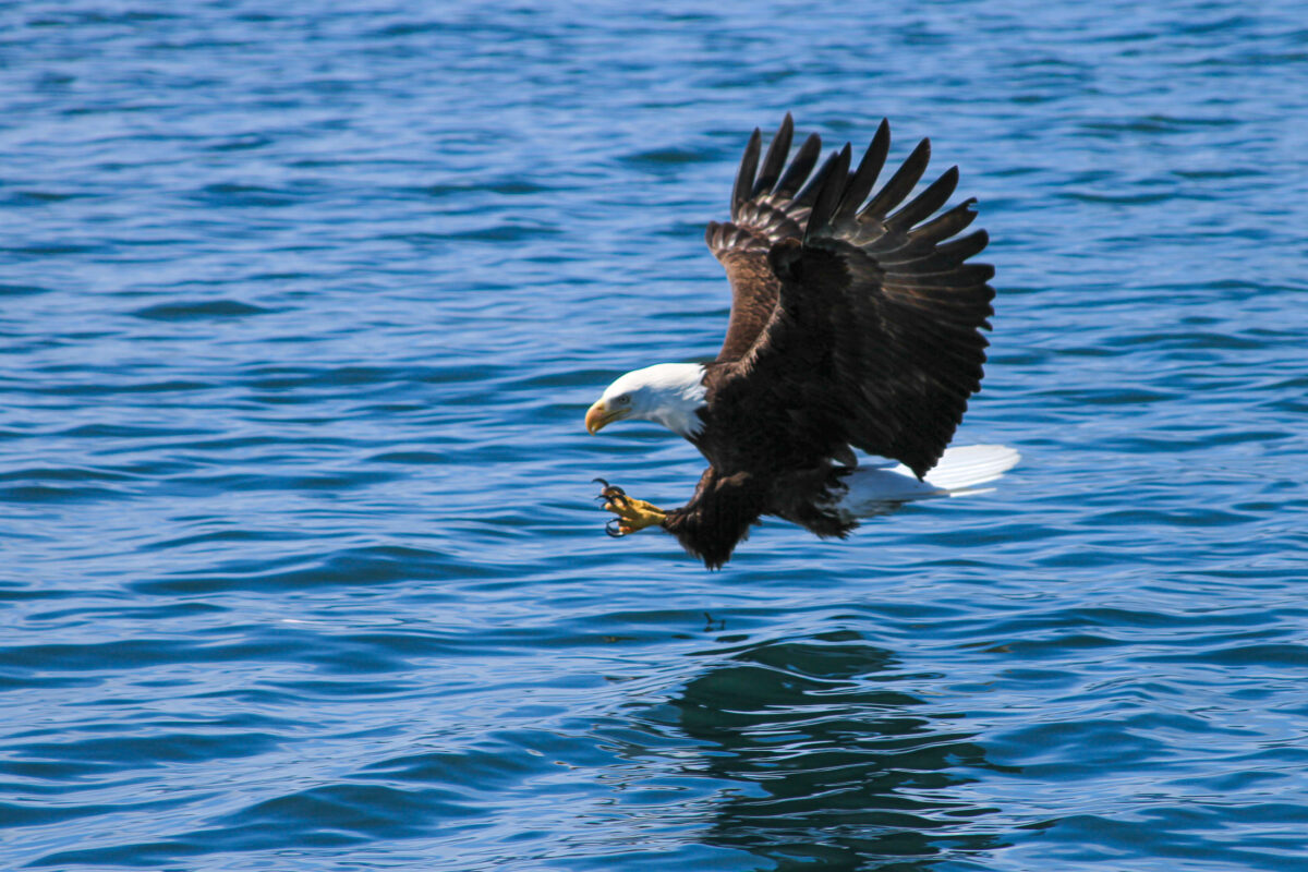 Bald eagle close-up portrait in Alaska with sharp feather detail