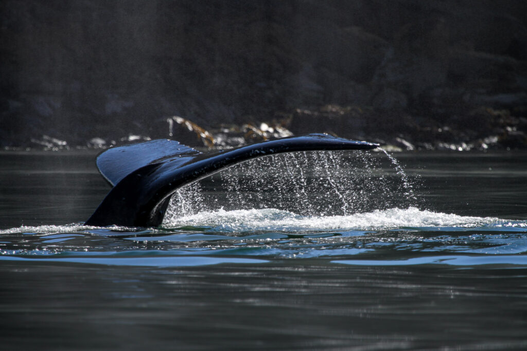 Humpback whale surfacing in cold Alaska waters