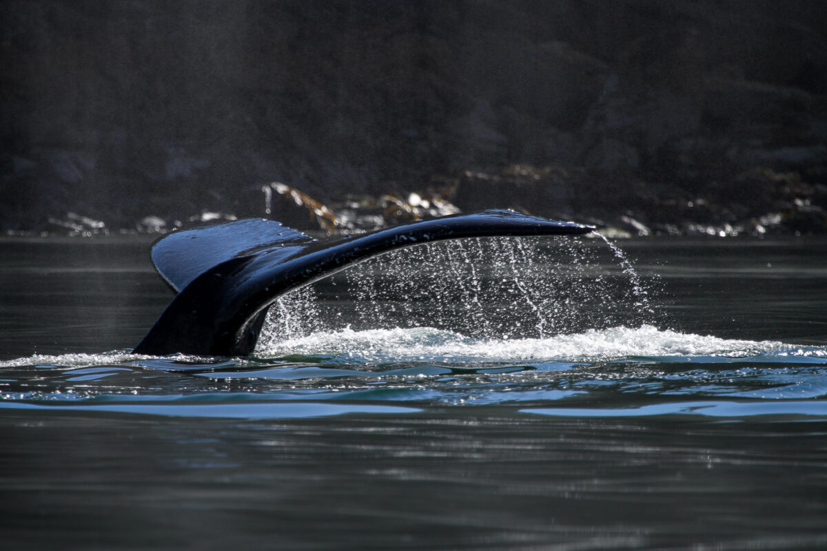 Humpback whale surfacing in cold Alaska waters