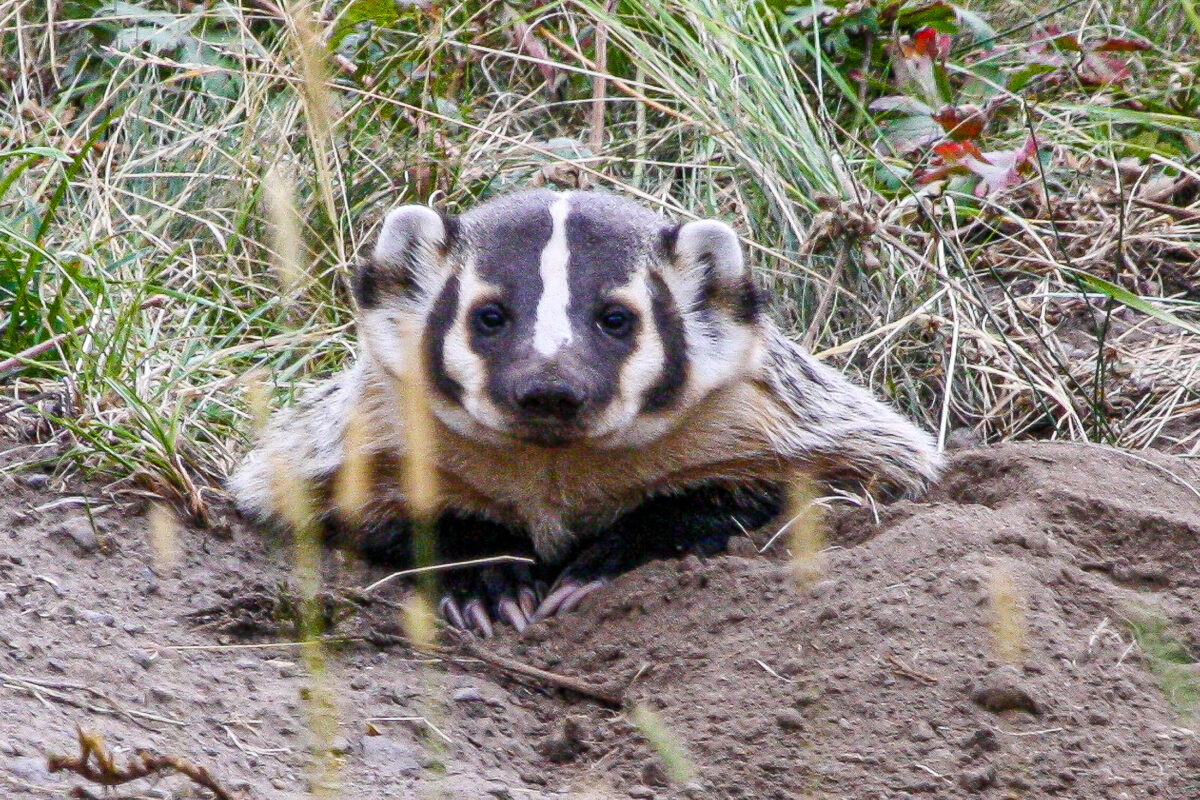 american badger in yellowstone