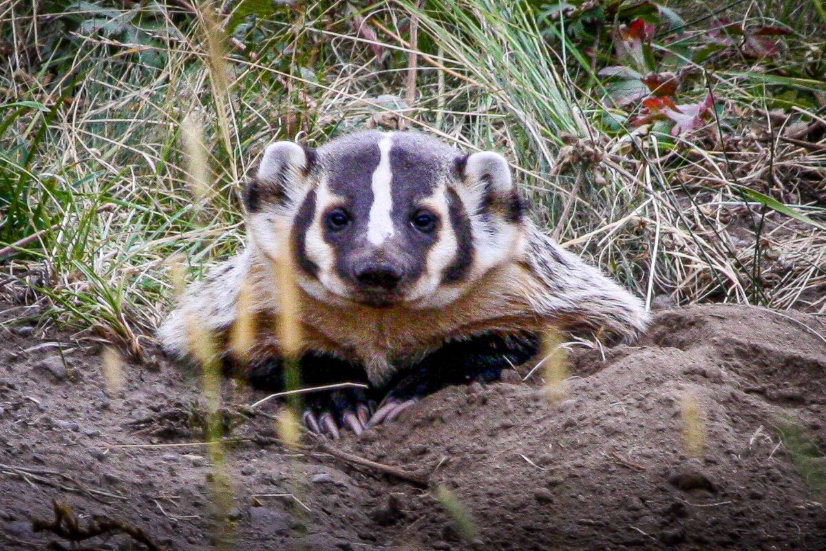 Badger emerging from hole in Lamar Valley in Yellowstone