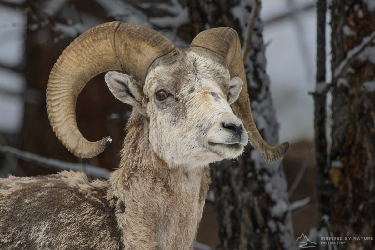 Bighorn ram with curled horns in snowy Yellowstone forest