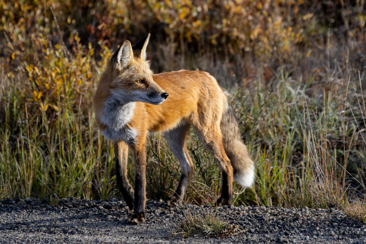 Fox standing alert in Colorado habitat with warm fur tones