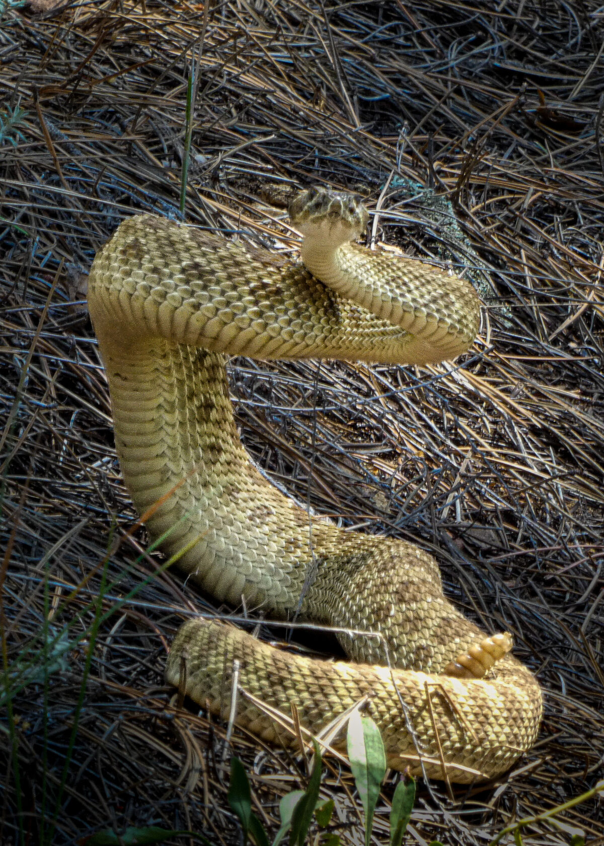 rattlesnake ready to strike