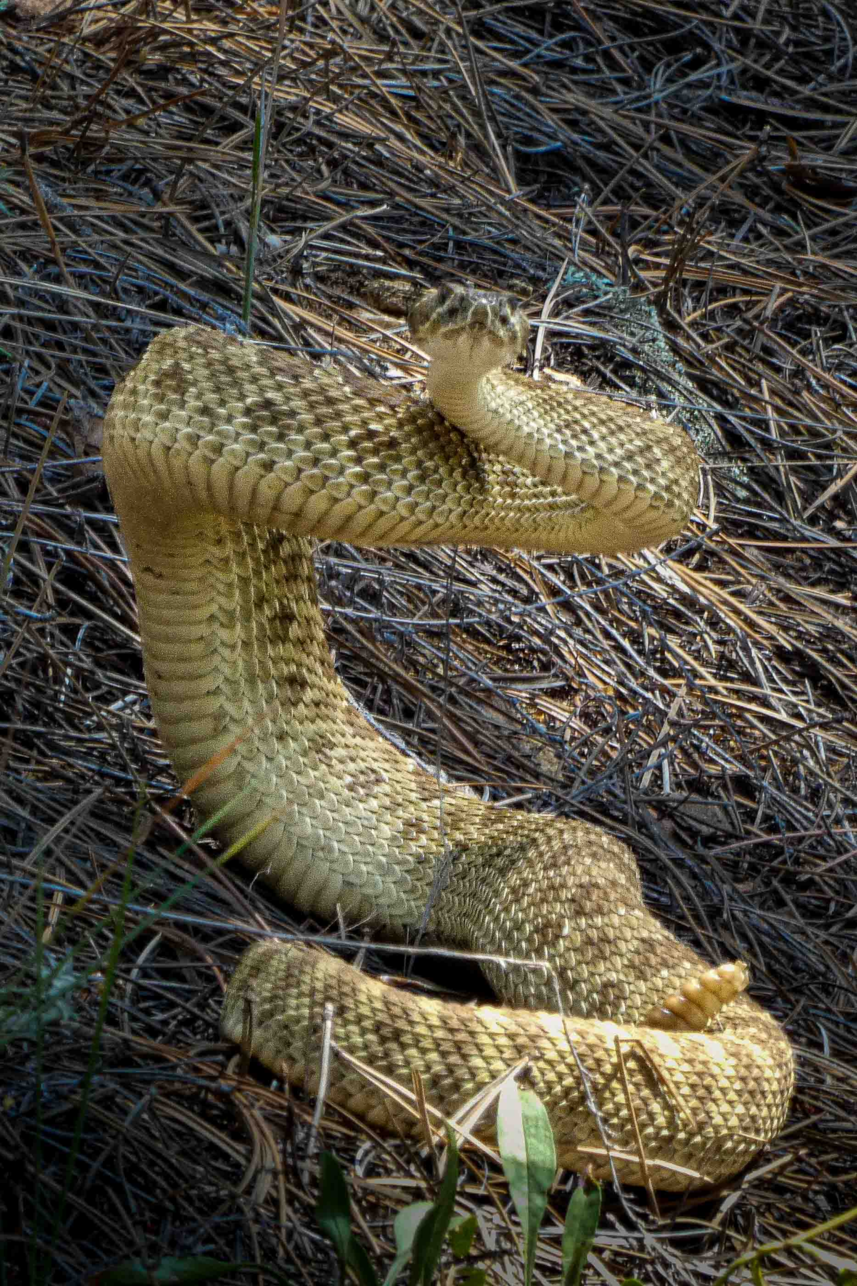 Rattlesnake posed ready to strike on the Colorado Trail