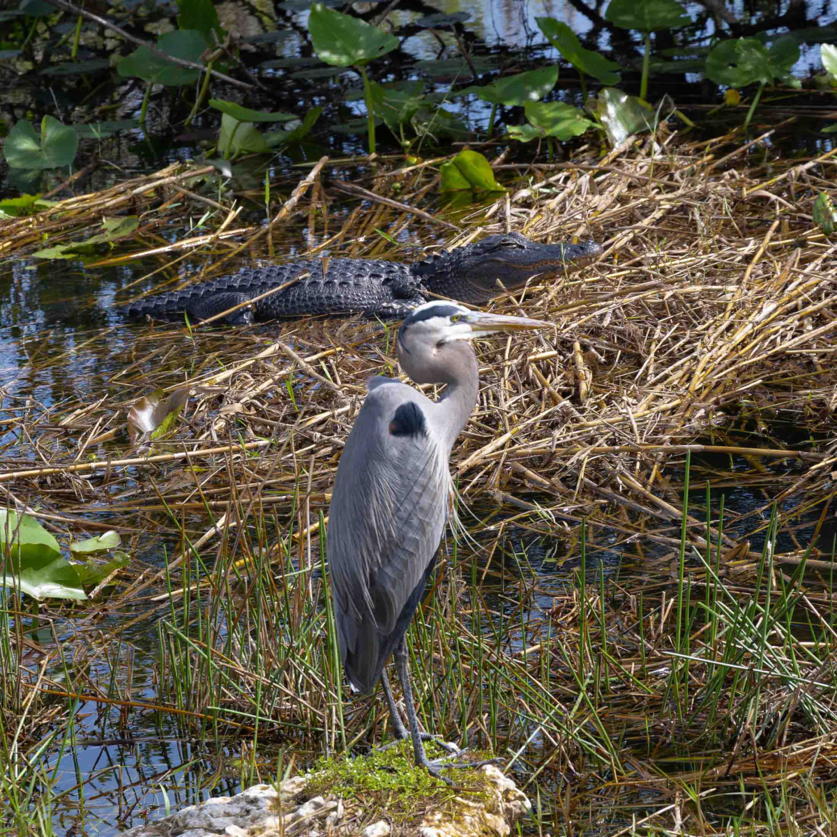 Florida Everglades wildlife image featuring an alligator and a wading bird in wetland habitat