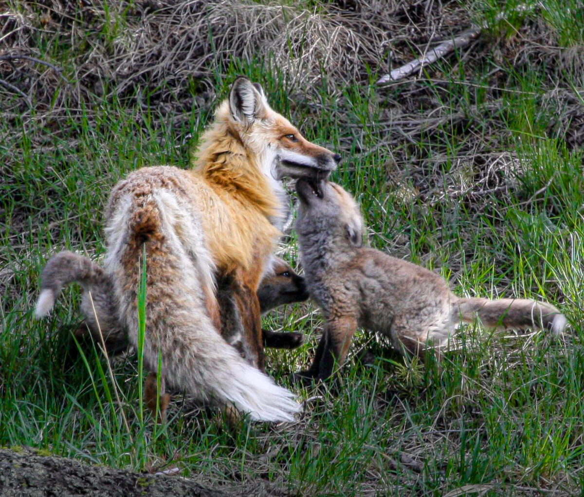 yellowstone fox kits playing in summer grass