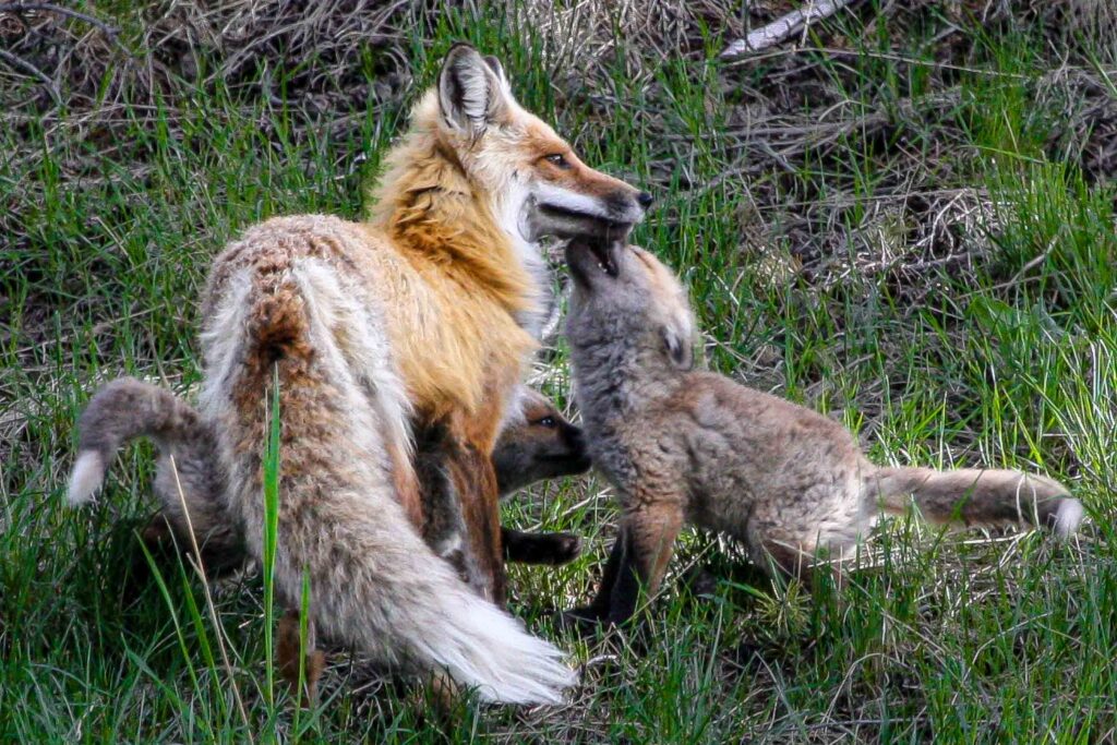 Yellowstone fox kits playing in summer grass
