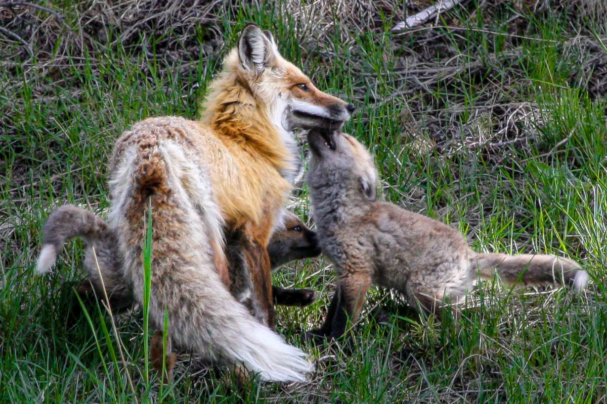 Yellowstone fox kits playing in summer grass