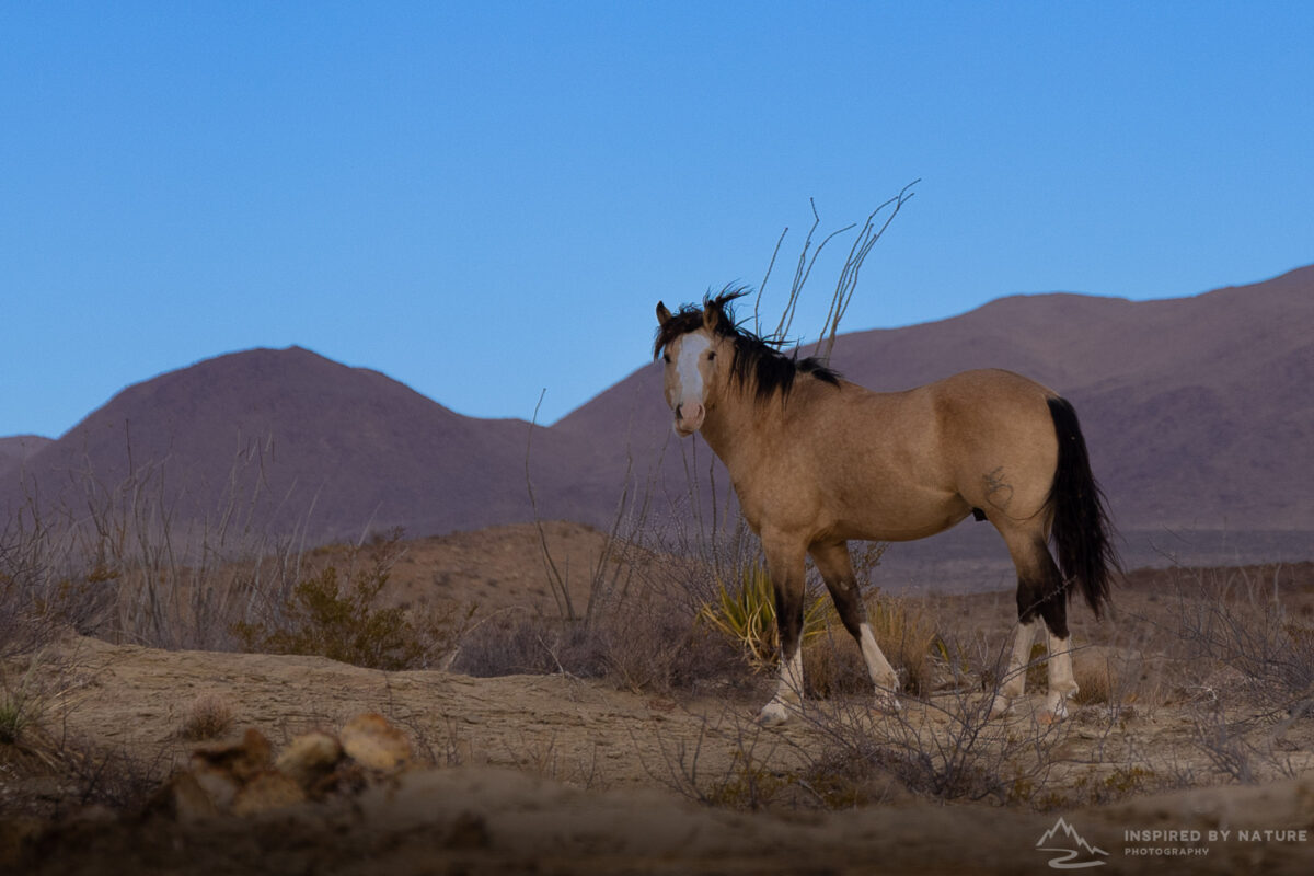 Horse in Big Bend landscape with open desert background.