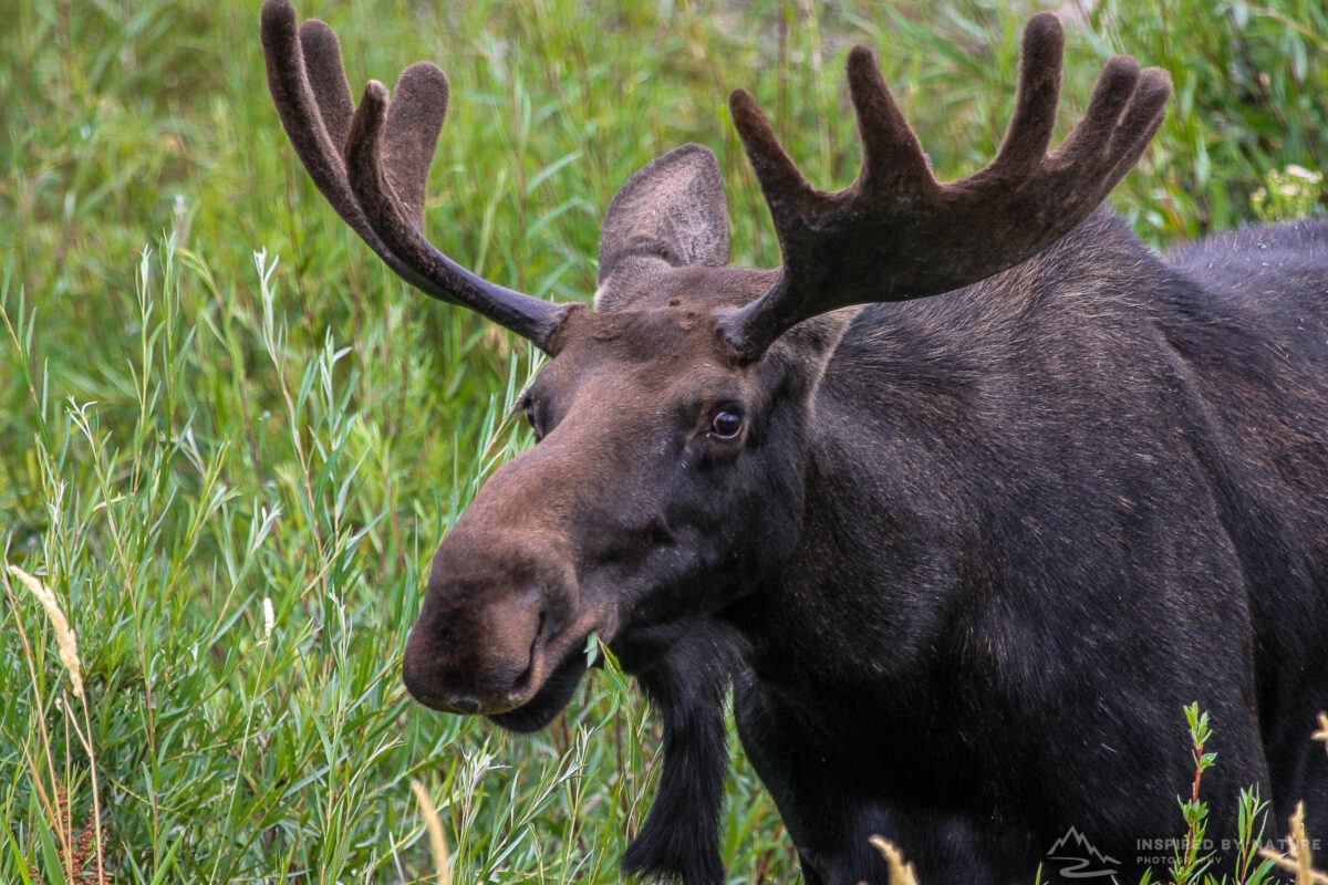 Bull moose standing in Grand Teton habitat with summer vegetation.