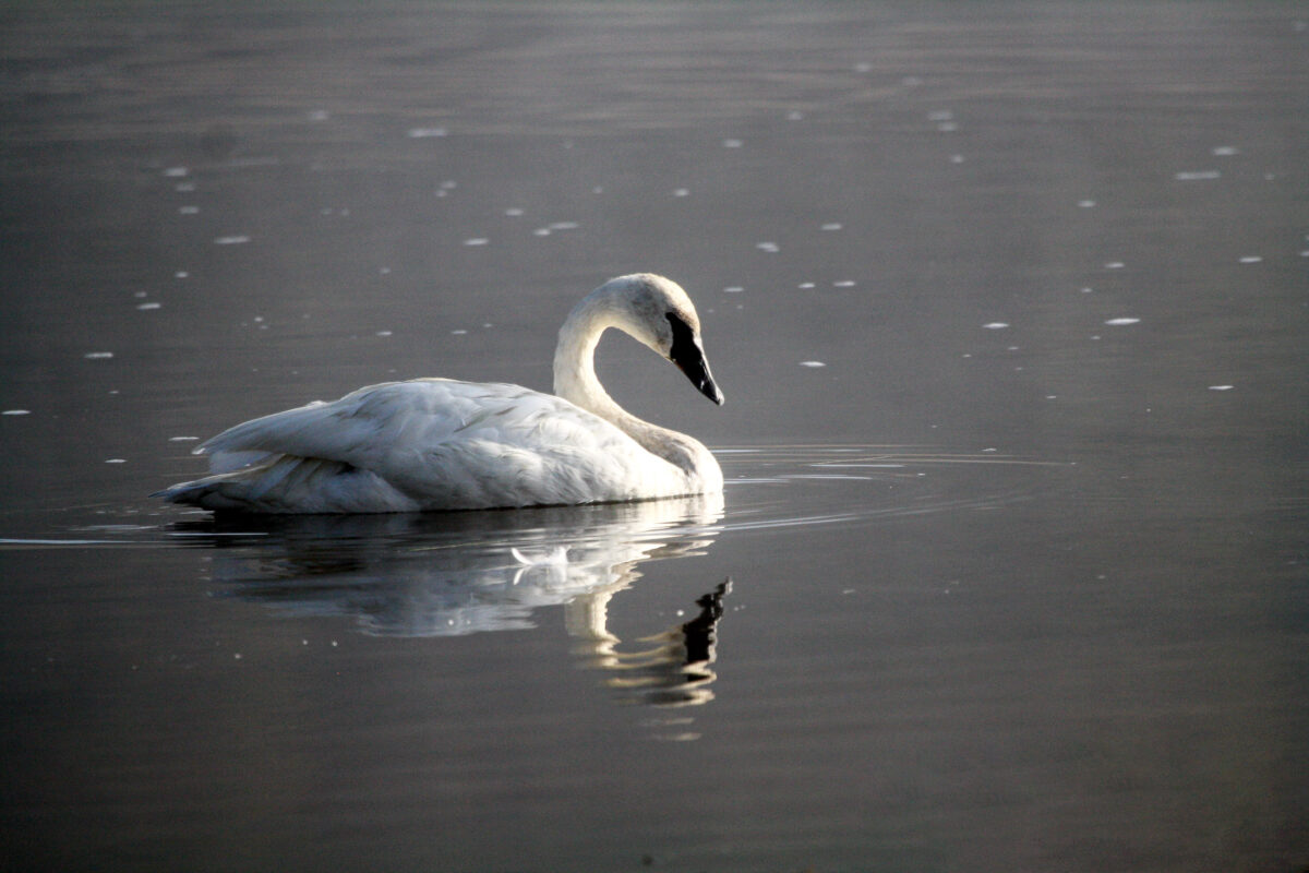 Trumpeter swan floating on calm water in Yellowstone