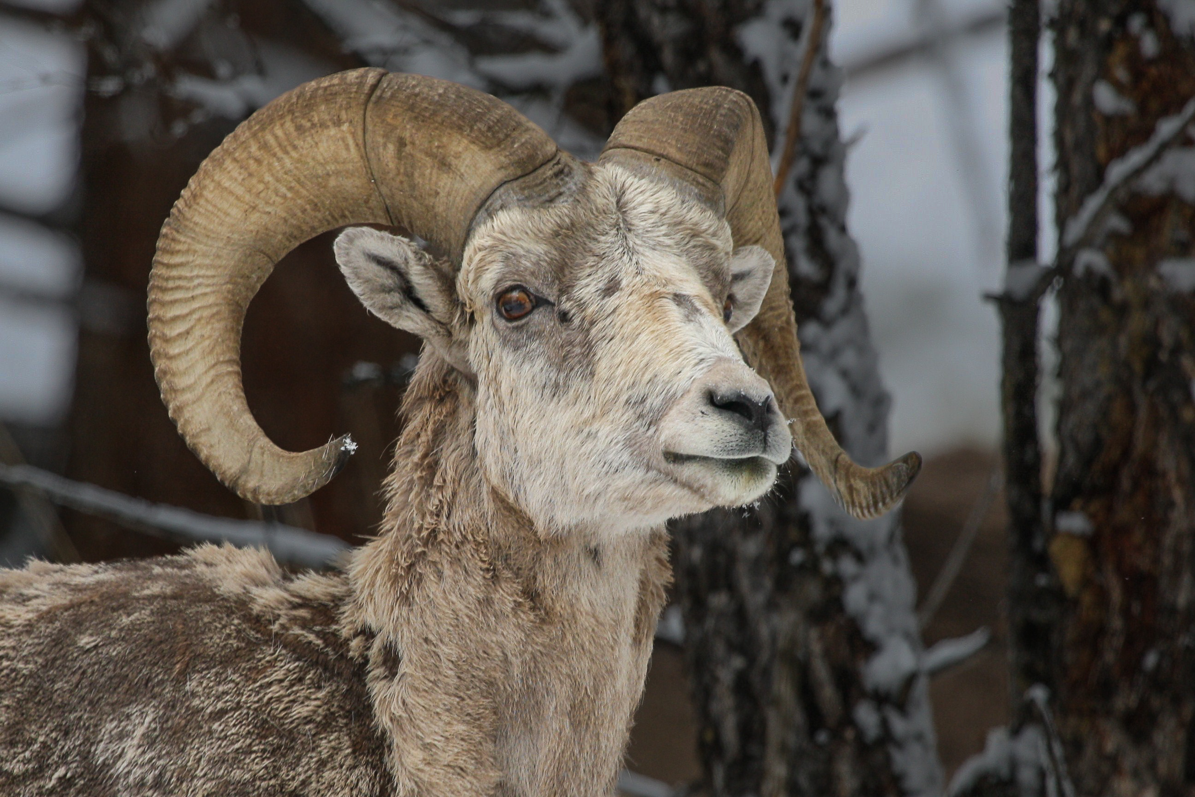 Wildlife Photography - North America