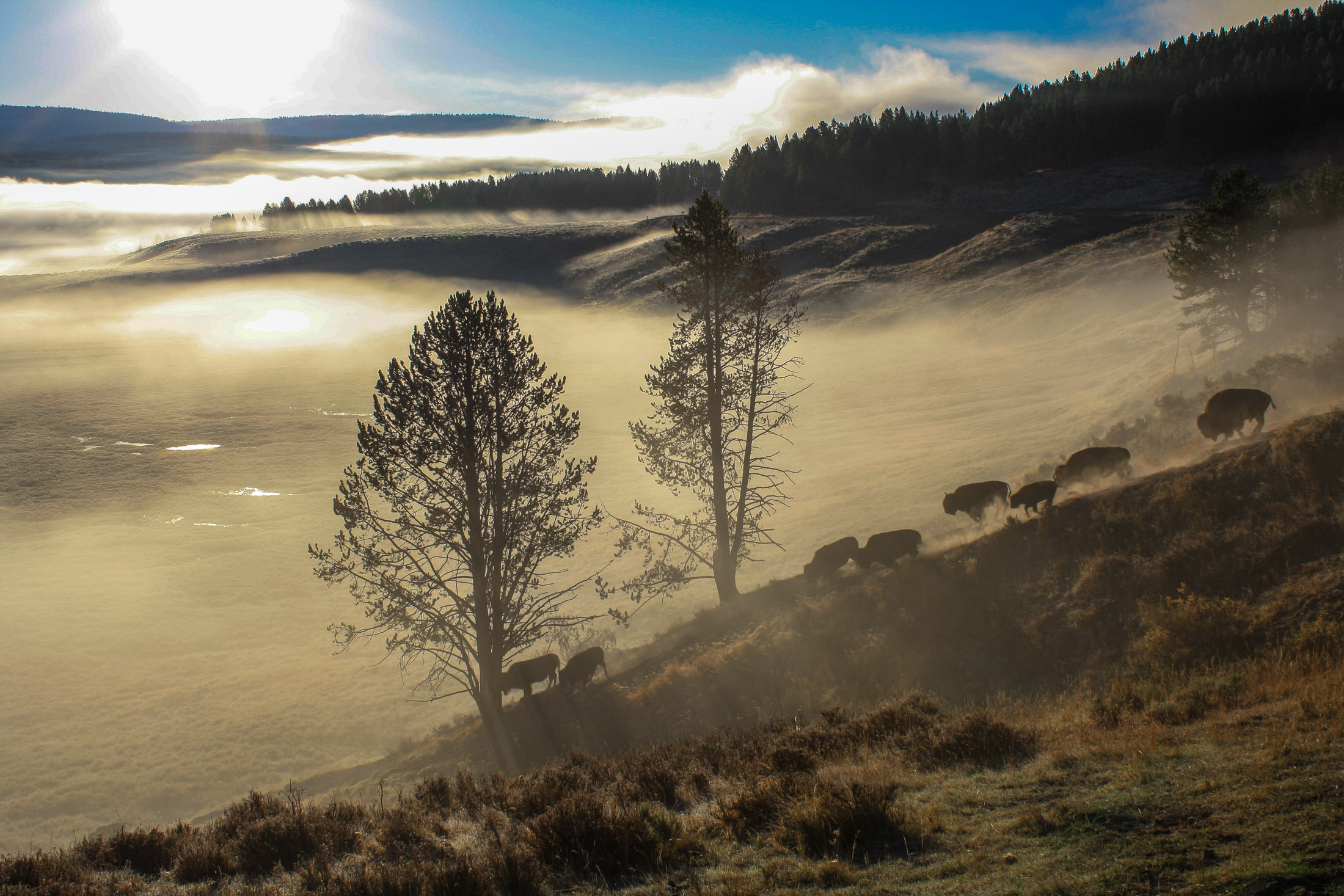 Bison descending a Yellowstone hillside at sunrise