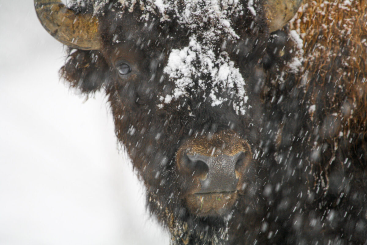 Bison standing in falling snow in Yellowstone winter landscape