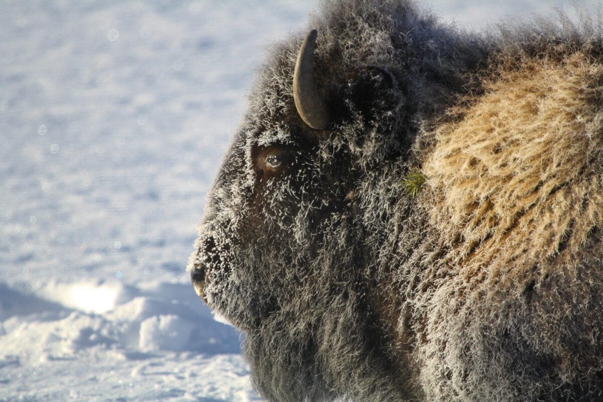 A close winter bison portrait that captures texture, power, and presence