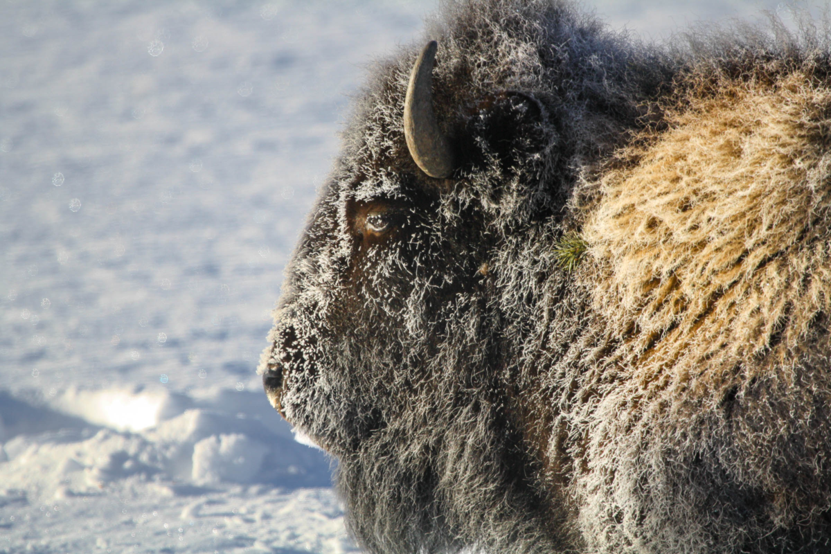A close winter bison portrait that captures texture, power, and presence