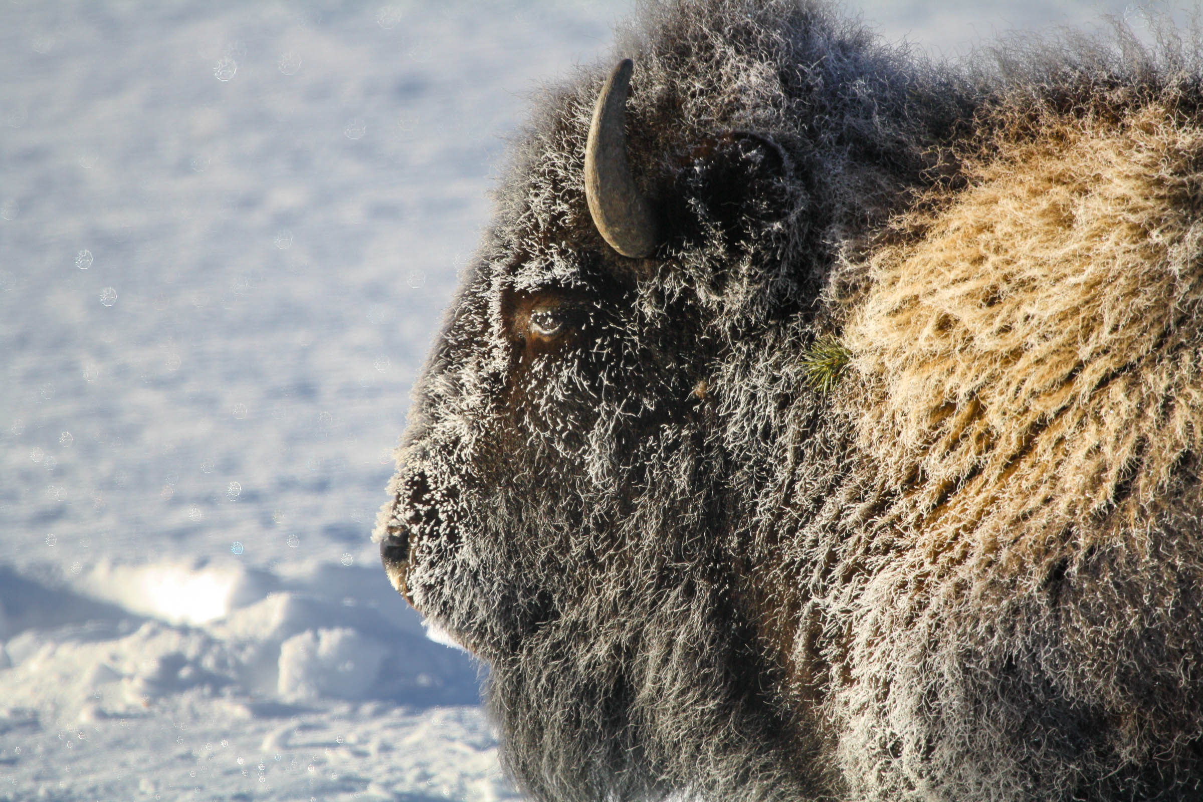 A close winter bison portrait that captures texture, power, and presence
