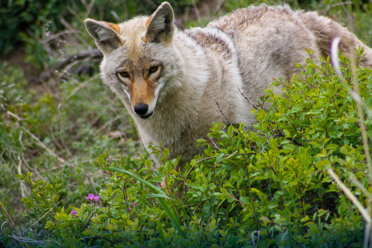 lamar valley coyote portrait, yellowstone