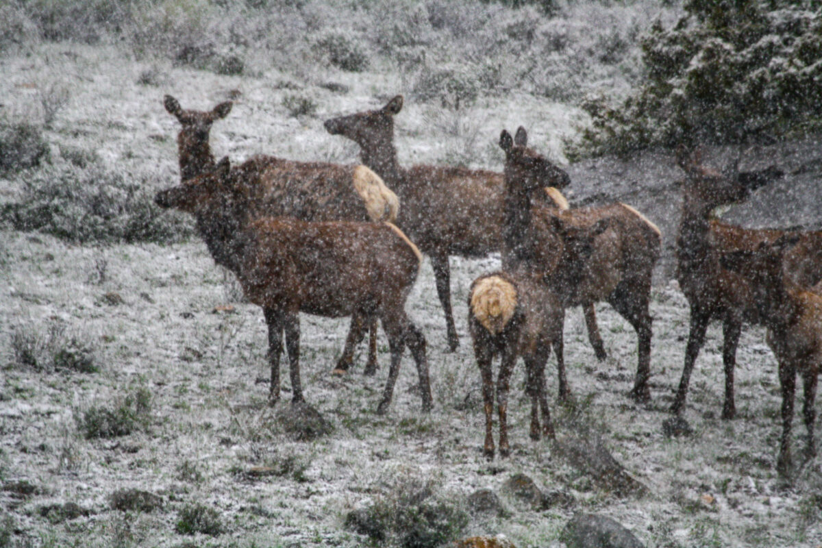 Elk herd moving through snow in Yellowstone winter scene