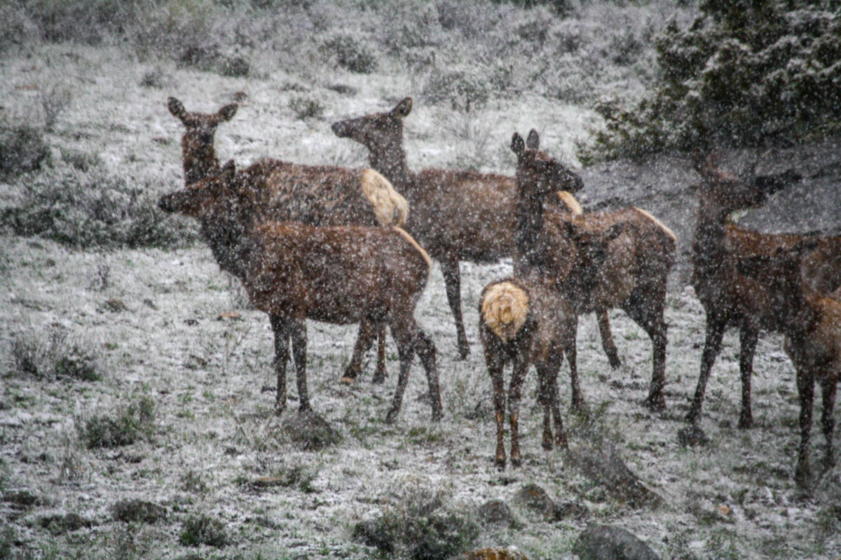 Elk herd moving through snow in Yellowstone winter scene