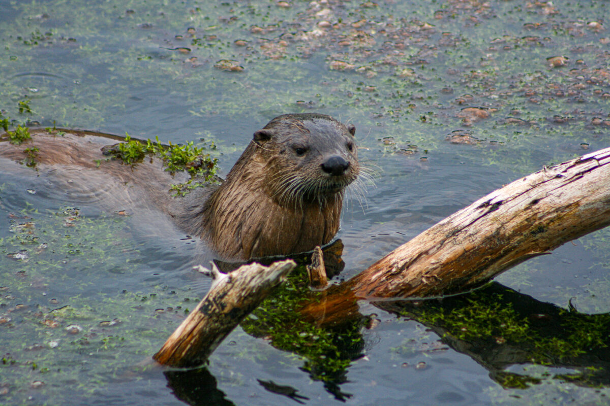 Yellowstone river otter photographed near the water’s edge, highlighting form, texture, and personality