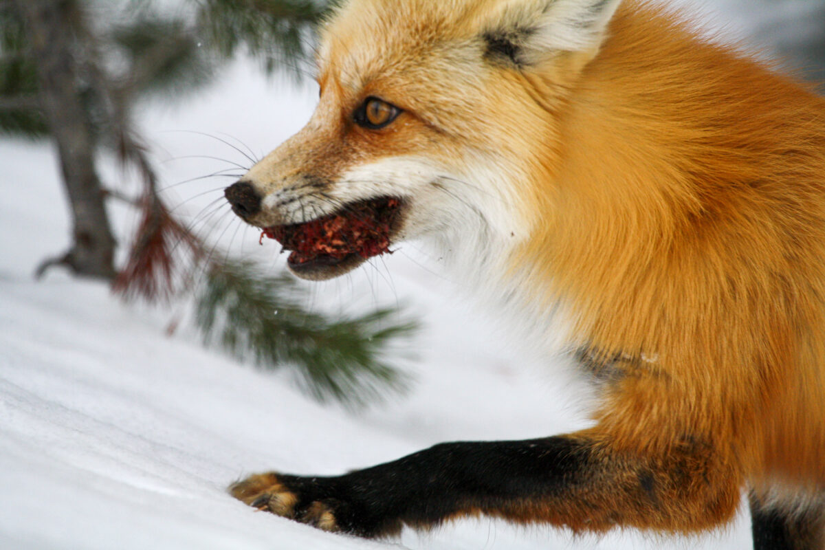 red fox in winter with prey