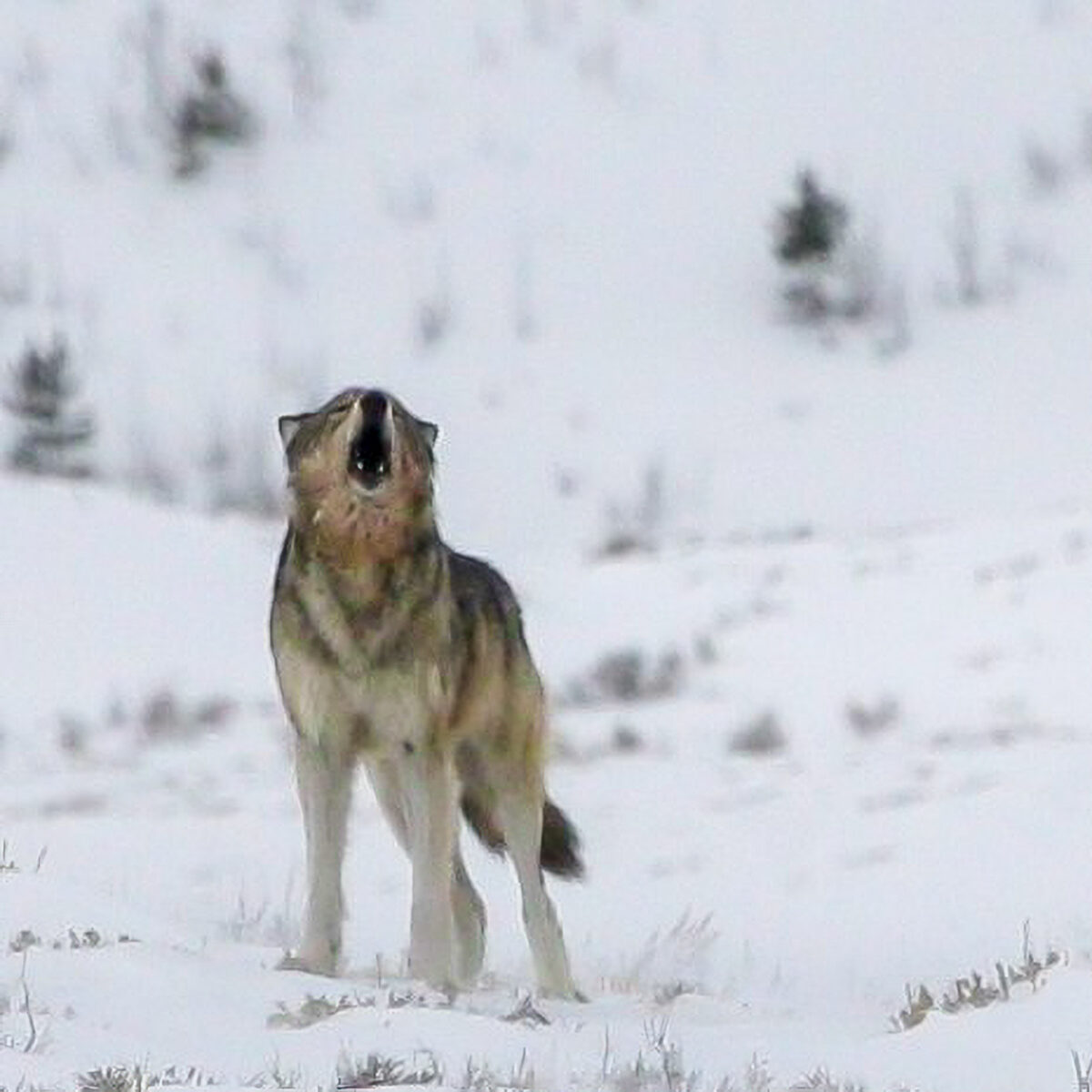 Wolf standing in snow in Yellowstone during winter