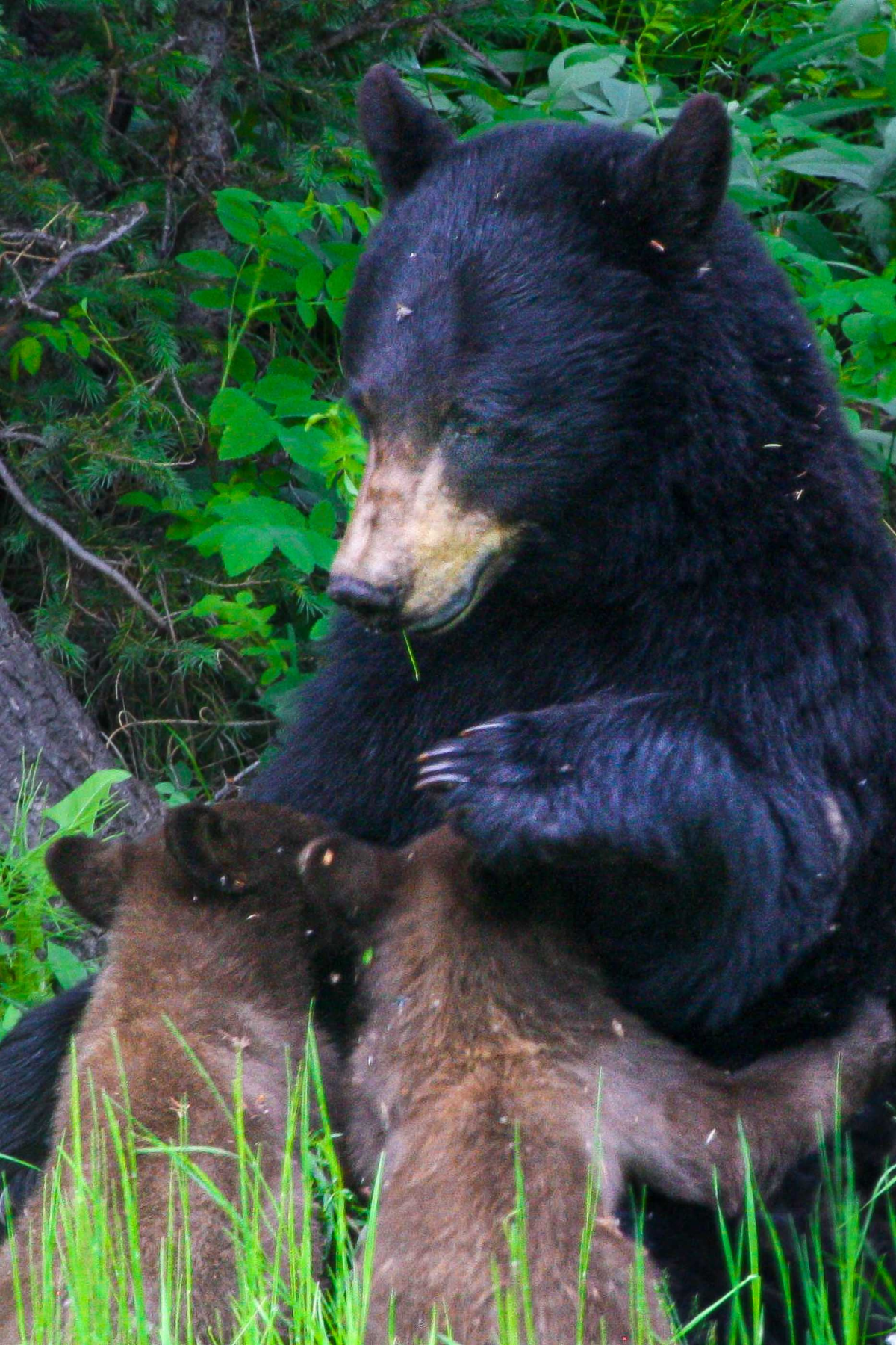 Bear cub nursing with mother bear seated in forest clearing
