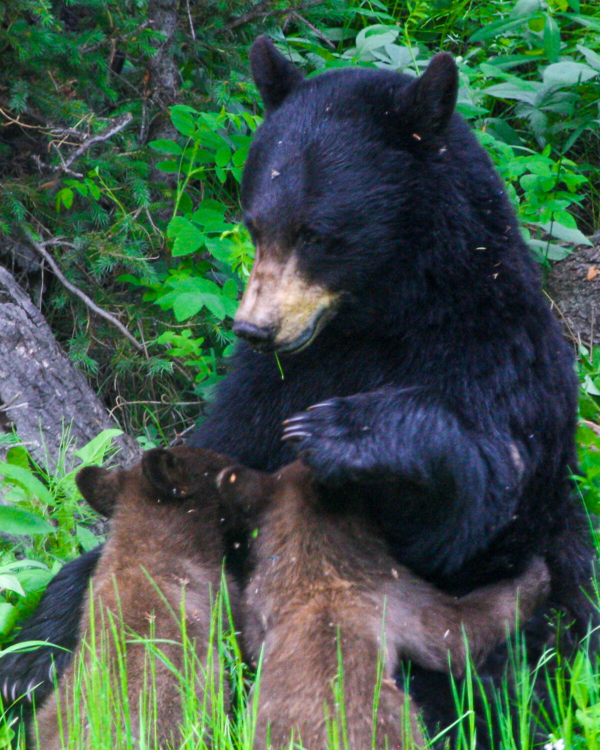 Bear cub nursing with mother bear seated in forest clearing