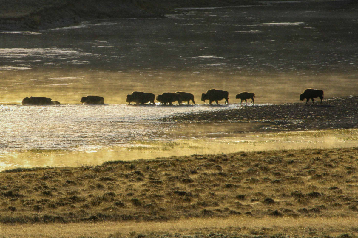 Yellowstone bison crossing a shallow river or ford, captured mid-stride with ripples and reflections