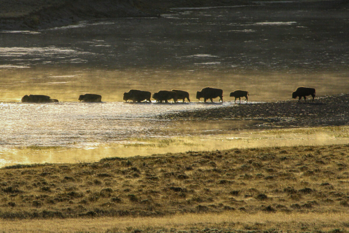 Yellowstone bison crossing a shallow river or ford, captured mid-stride with ripples and reflections