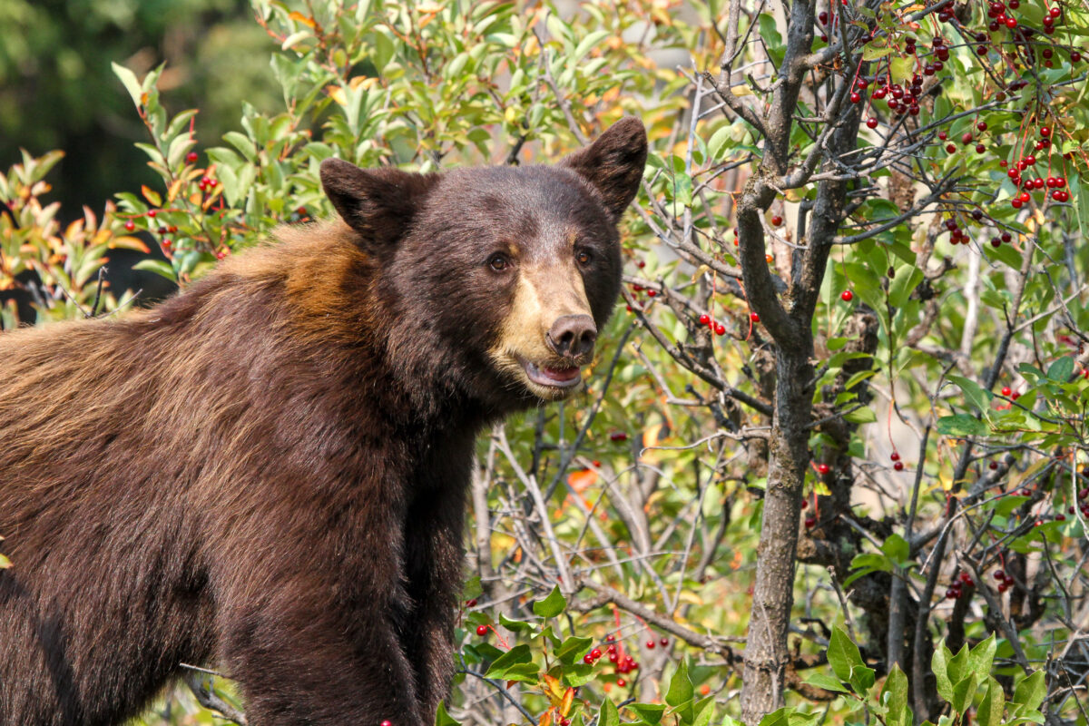 Black bear near foraging red berries in Yellowstone shrubs