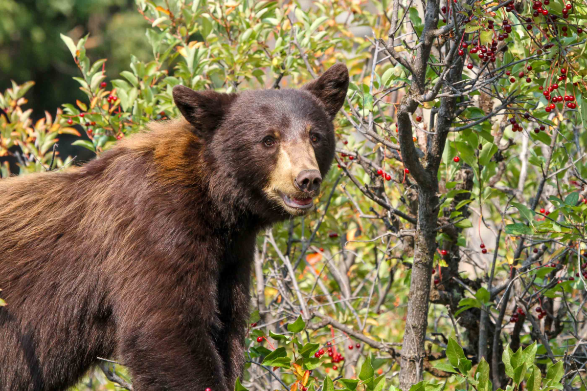Black bear near Lamar Valley foraging red berries in Yellowstone shrubs