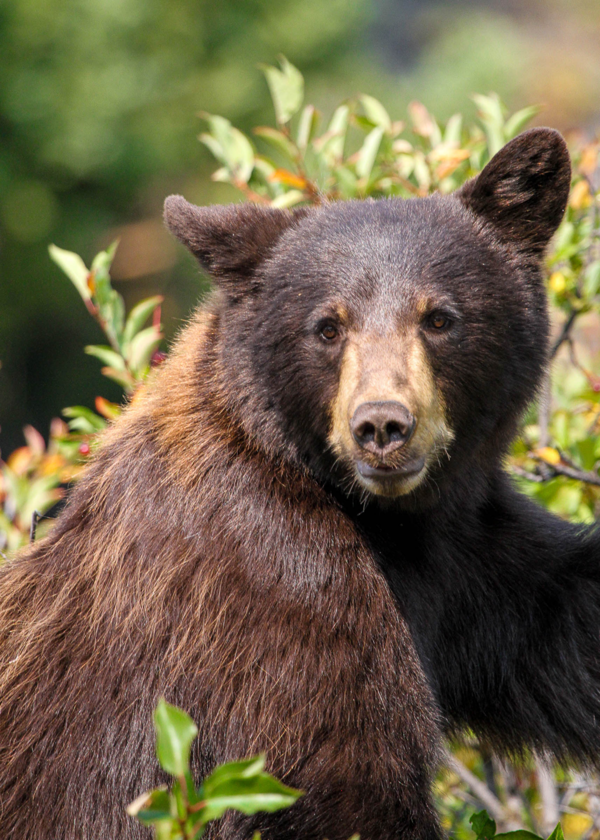 Close view of a black bear in Yellowstone with warm tones and a natural background.